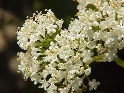 Valeriana alliariifolia