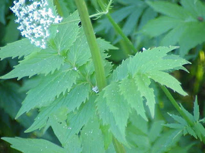 Valeriana officinalis,
common valerian,
garden heliotrope,
garden valerian,
garden-heliotrope,
valerian