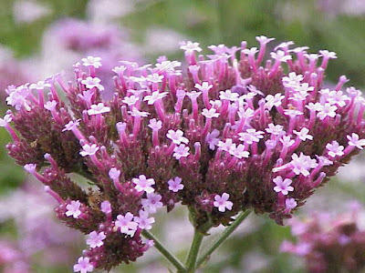 Brazilian vervain Brazilian vervain