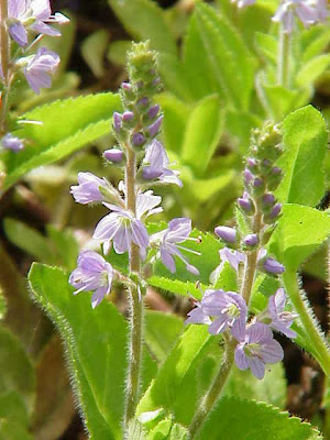 Gypsyweed
