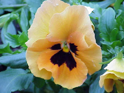Field pansy