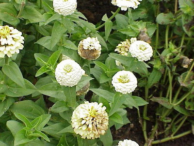 Zinnia elegans,
,
elegant zinnia,
Youth And Old Age,
Zinnia