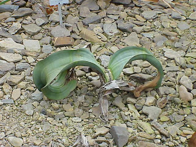 Welwitschia mirabilis