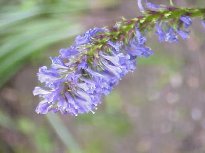 Wulfenia carinthiaca,
Wulfenia