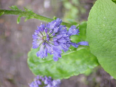 Wulfenia carinthiaca,
Wulfenia