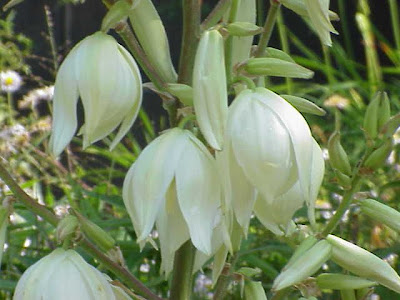 Yucca filamentosa,
Adam's needle,
Adam's-needle,
bear-grass,
f&auml;dige Palmlilie,
needle-palm,
silk-grass,
spoon-leaf yucca,
vela-de-pureza,
yuca,
Yucca