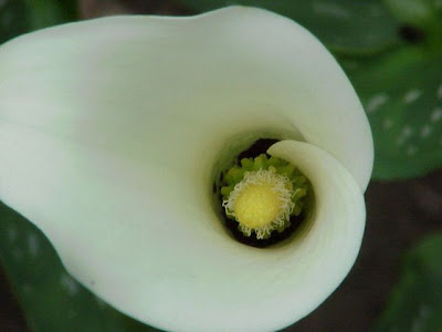 Zantedeschia albomaculata,
black-throated calla,
gefleckte Calla,
spotted calla,
spotted calla lily,
spotted-arum