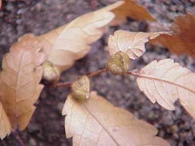 Zelkova carpinifolia,
Caucasian Zelkova,
Caucasian-elm
