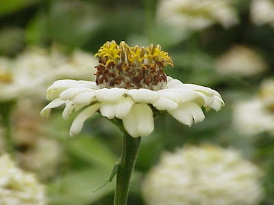 Zinnia elegans,
,
elegant zinnia,
Youth And Old Age,
Zinnia