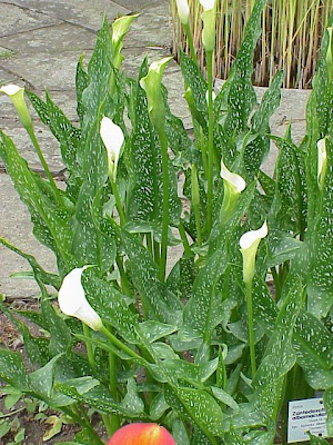 Zantedeschia albomaculata,
black-throated calla,
gefleckte Calla,
spotted calla,
spotted calla lily,
spotted-arum