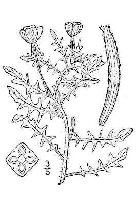 Cut-leaf evening-primrose Cut-leaf evening-primrose