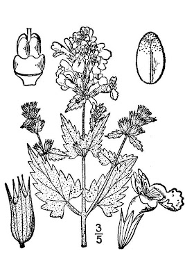 Field balm