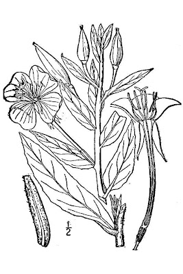 Enagra comune