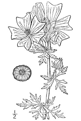 Malva moschata L.