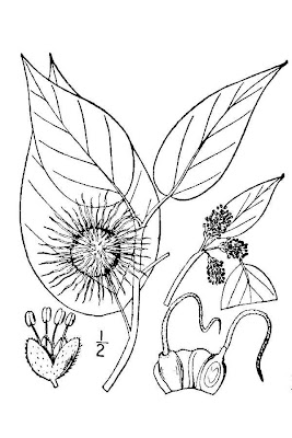 Maclura pomifera,
bois d'arc,
hedge-apple,
laranja-osage,
machura,
Maclura,
maclure &eacute;pineux,
madera de arco,
naranjo de los osages,
oranger des osages,
osage orange,
osage-orange,
Osagedorn,
osageorange,
pau-d'''arco