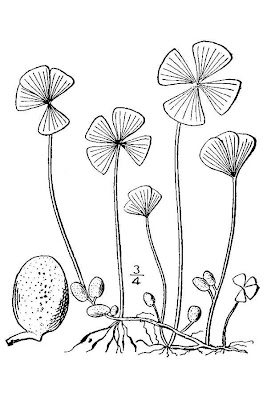 Marsilea quadrifolia L.