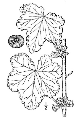 Large Whorl Mallow Large Whorl Mallow