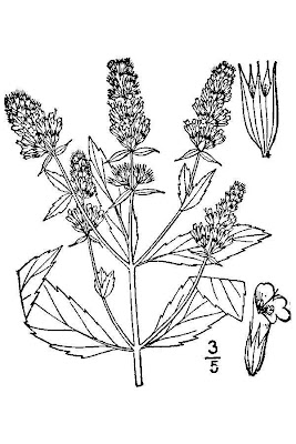 Mentha aquatica L. x. piperita
