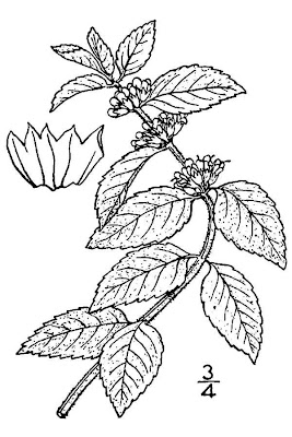 Mentha arvensis L. subhyb. veronensis Lebeau