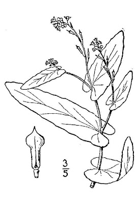 Bird's-eye cress Bird's-eye cress