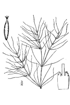 Najas gracillima,
Ranocchia delle risaie,
slender waternymph