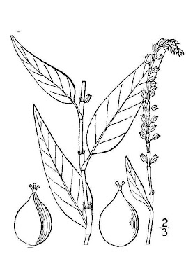 Erva-de-bicho