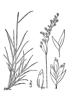 Fienarola ciodola