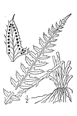 Polystichum lonchitis (L.) Roth