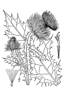 Cardo-espinhoso Cardo-espinhoso