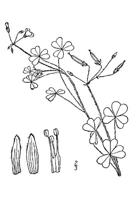 Dillen's oxalis Dillen's oxalis