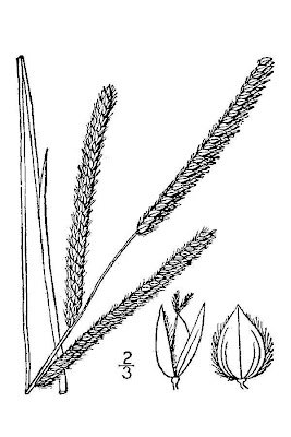 Palpalum dilate