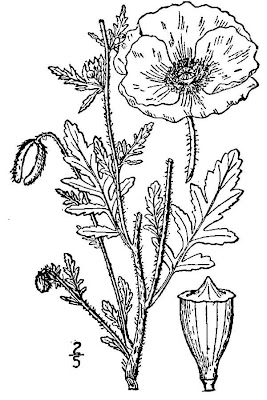 Flanders poppy