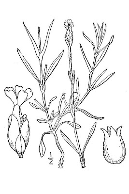 Garofanina annuale