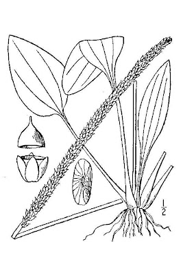 Grand plantain