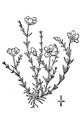 Sagina nodosa,
knotted pearlwort,
Sagina nodosa