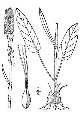 Bistorta vivipara,
alpine bistort,
mukago-tora-no-o,
zhu ya liao,
zhu ya quan shen