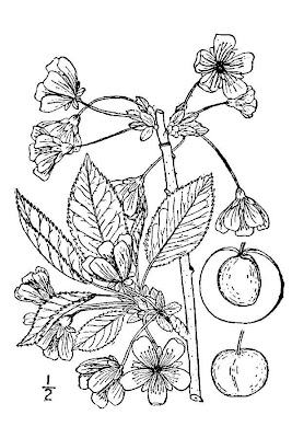 Ginja