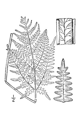 Western brackenfern Western brackenfern
