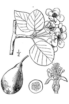 Common pear Common pear