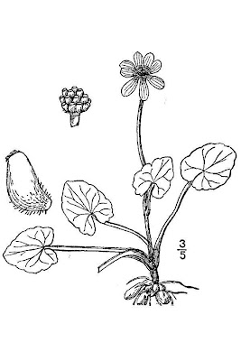 Ranunculus ficaria,
celedonia mayor,
erva-hemorroidal,
ficaire,
ficaire fausse renoncule,
fig buttercup,
lesser celandine,
pilewort,
Ranuncolo favagello,
Ranuncolo favagello maggiore,
renoncule ficaire,
Scharbockskraut