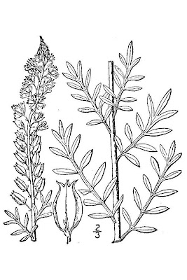 Erba ruchetta
