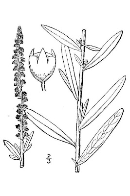 F�rberkraut