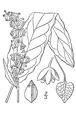 Acedera crispada Acedera crispada