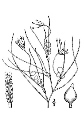 Sea-grass Sea-grass
