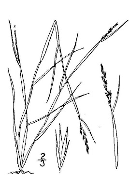 Gramigna americana