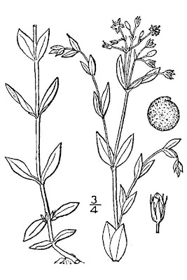 Bog starwort Bog starwort