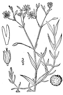 Grass-leaf starwort Grass-leaf starwort