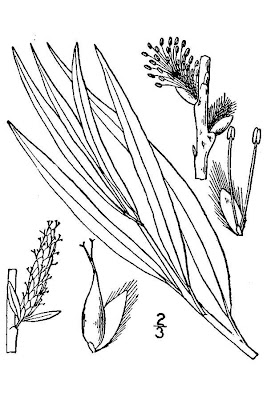 Hanfweide