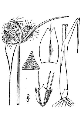 Schoenoplectus americanus (Pers.) Volkart