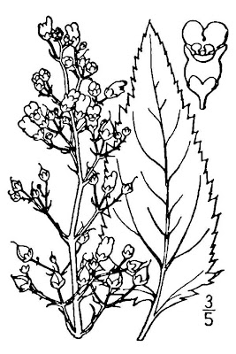 Woodland figwort Woodland figwort